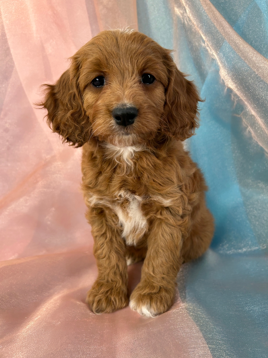 Female Cockapoo Puppy for Sale DOB 10-13-2025 $950